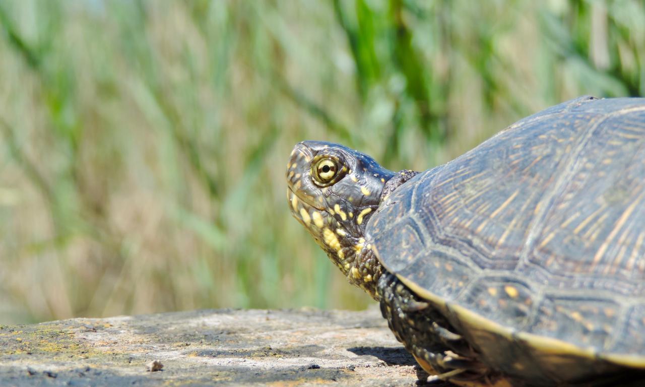 Découverte des tortues du contre-canal et du réseau Natura 2000 | Grand ...